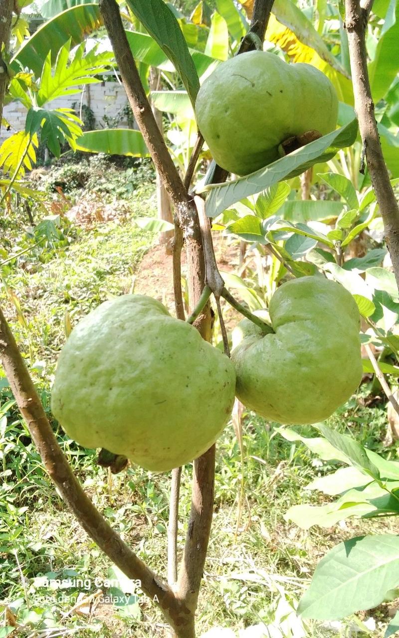 Hybrid Red Dimond Grafting Guava Plant (Pack Of 1)