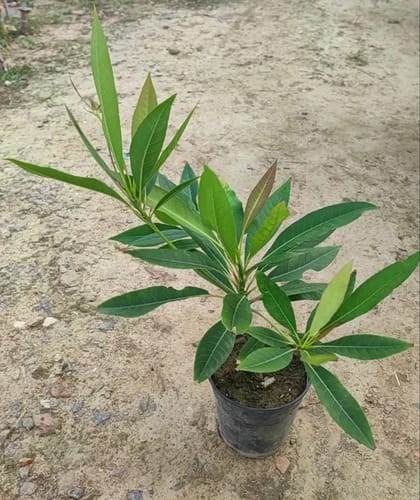 Hybrid Rudrakhas plant  (Pack Of 1)