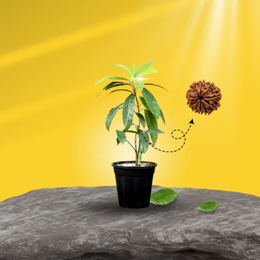 Hybrid Rudrakhas plant  (Pack Of 1)