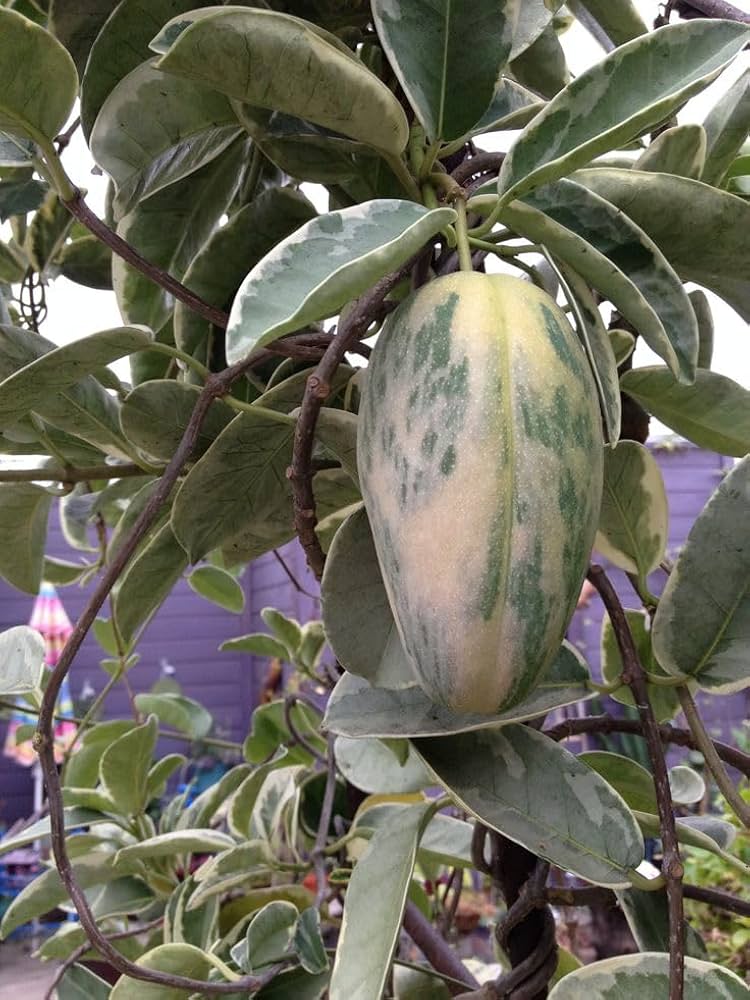 Hybrid Variegated Mango Grafting Fruit Plant (1.5-3 Feet Height Pack Of 1)