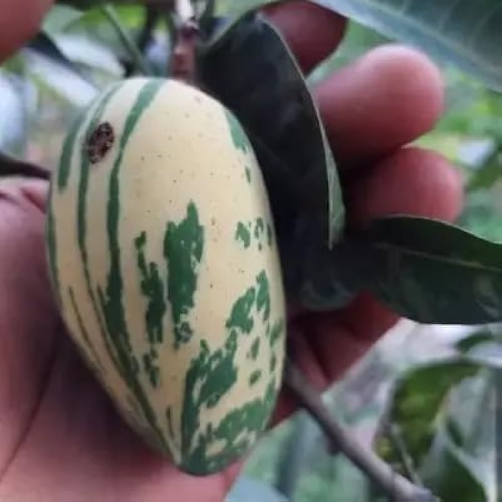 Hybrid Variegated Mango Grafting Fruit Plant (1.5-3 Feet Height Pack Of 1)