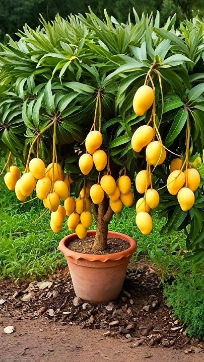Hybrid Vastara Mango Grafting Plant 1.5 Feet to 3 Feet(Pack Of 1)