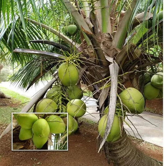 Hybrid Vietnam Coconut Plant (1.5-3 Feet Height Pack Of 1)