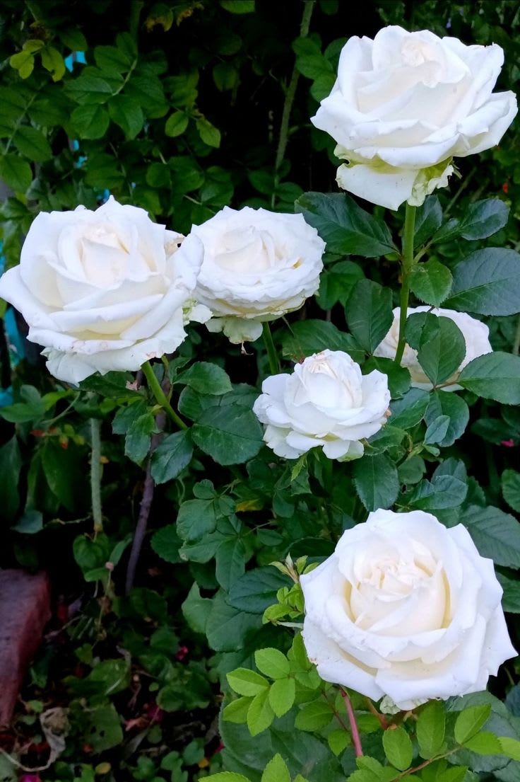 Hybrid White Rose Plant (Pack Of 1)
