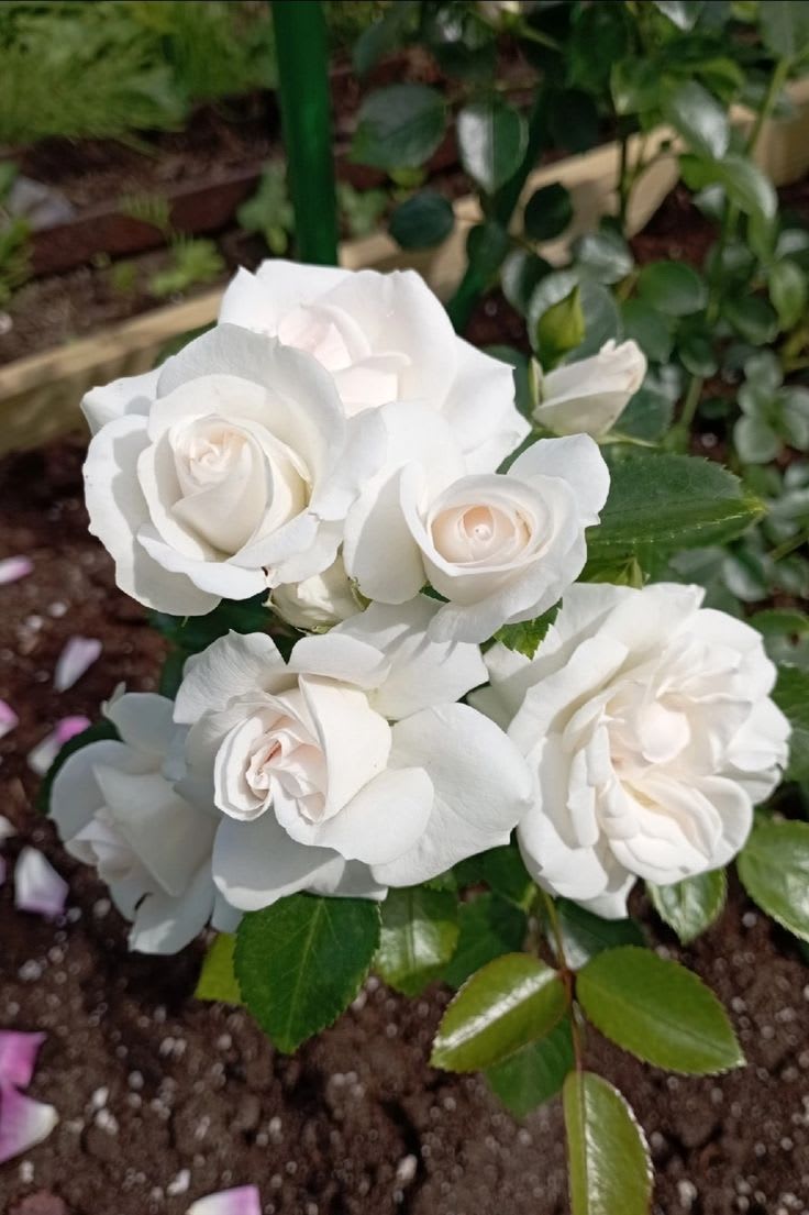 Hybrid White Rose Plant (Pack Of 1)