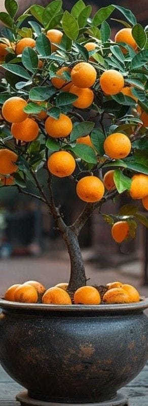 Hybrid Kinnow Orange  Grafting Fruit Plant 🍊🍊🍊(Pack Of 1)