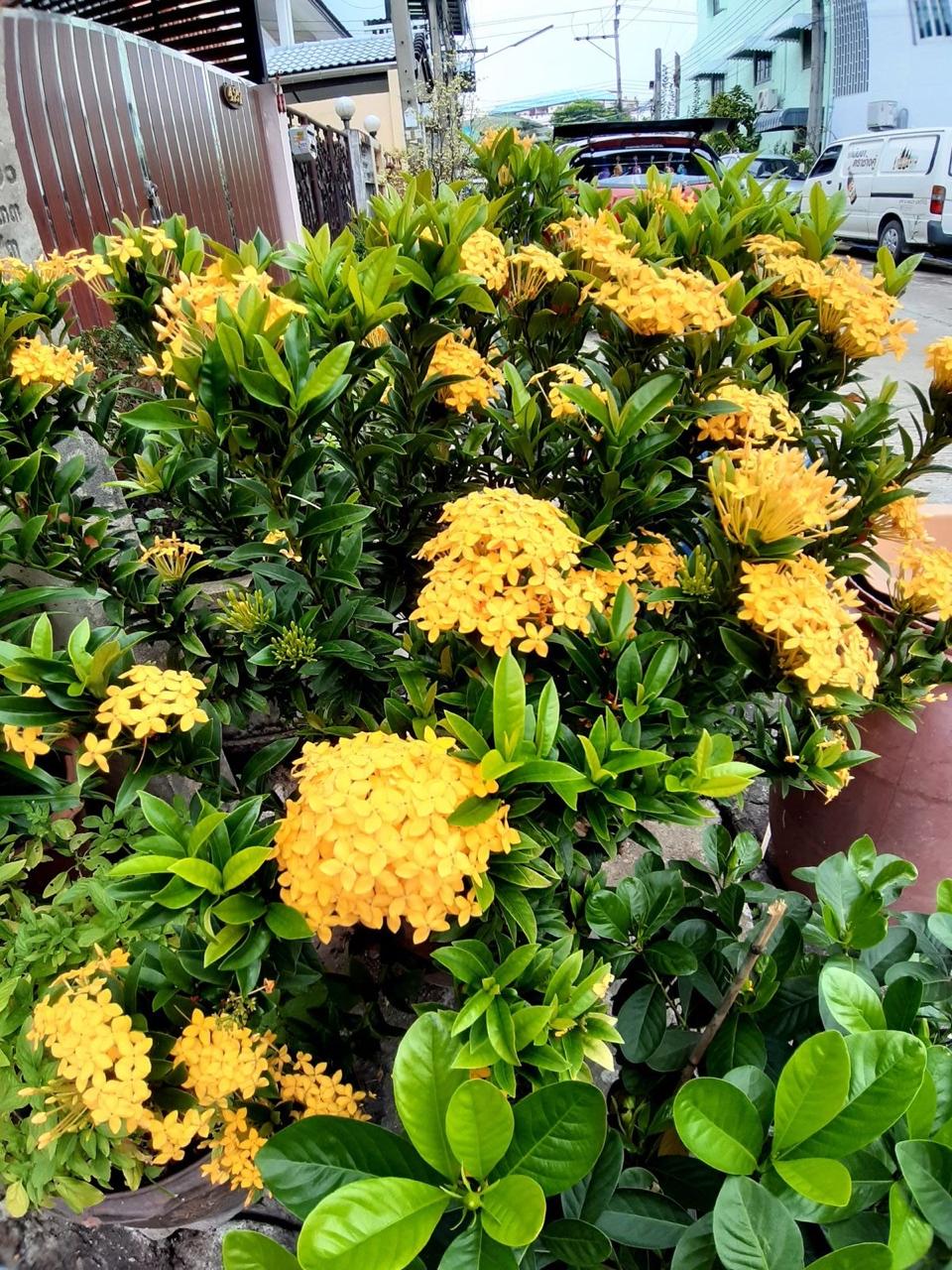 Hybrid Yellow Ixora Flower Plant (Pack Of-1)