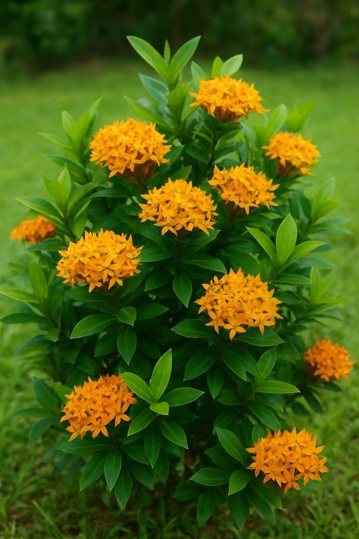 Hybrid Yellow Ixora Flower Plant (Pack Of-1)