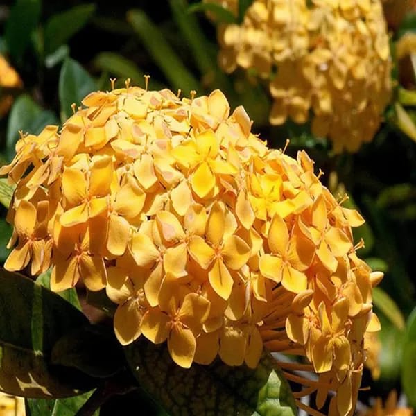 Hybrid Yellow Ixora Flower Plant (Pack Of-1)