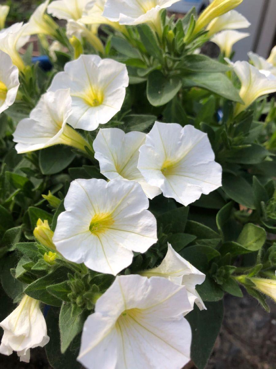 White Petunia Flower Plant (Pack Of-1 )