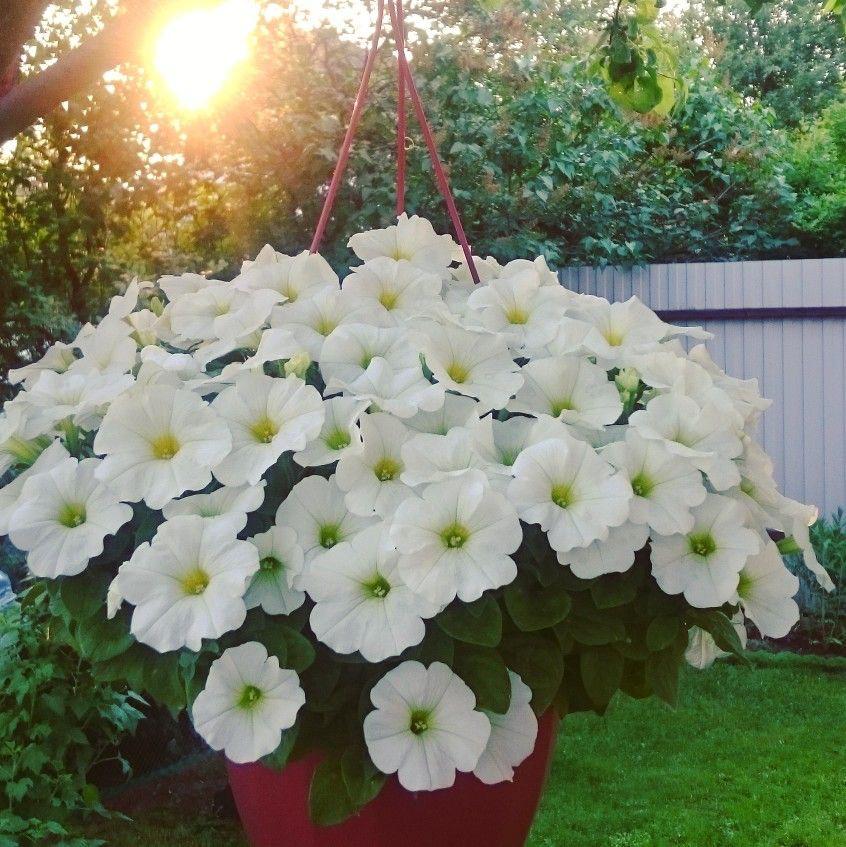White Petunia Flower Plant (Pack Of-1 )