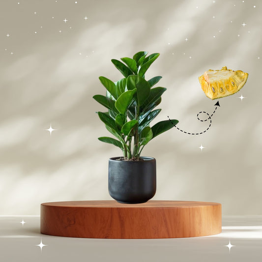 Jack fruit- Grafting plant  (Pack Of 1)