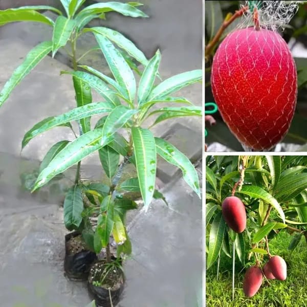 Japanese Miyazaki🥭🥭🥭 Mango Grafting Fruit Plant (1.5-3 Feet Height Pack Of 1)