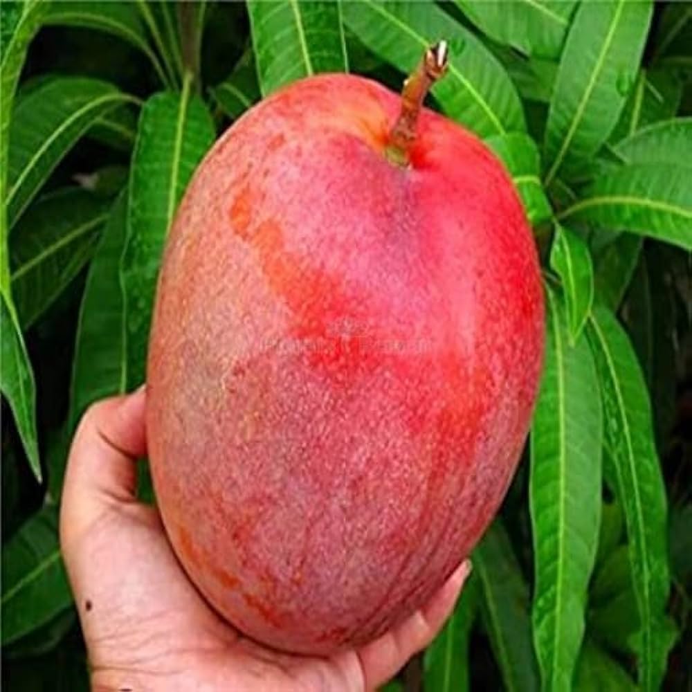 Japanese Miyazaki🥭🥭🥭 Mango Grafting Fruit Plant (1.5-3 Feet Height Pack Of 1)