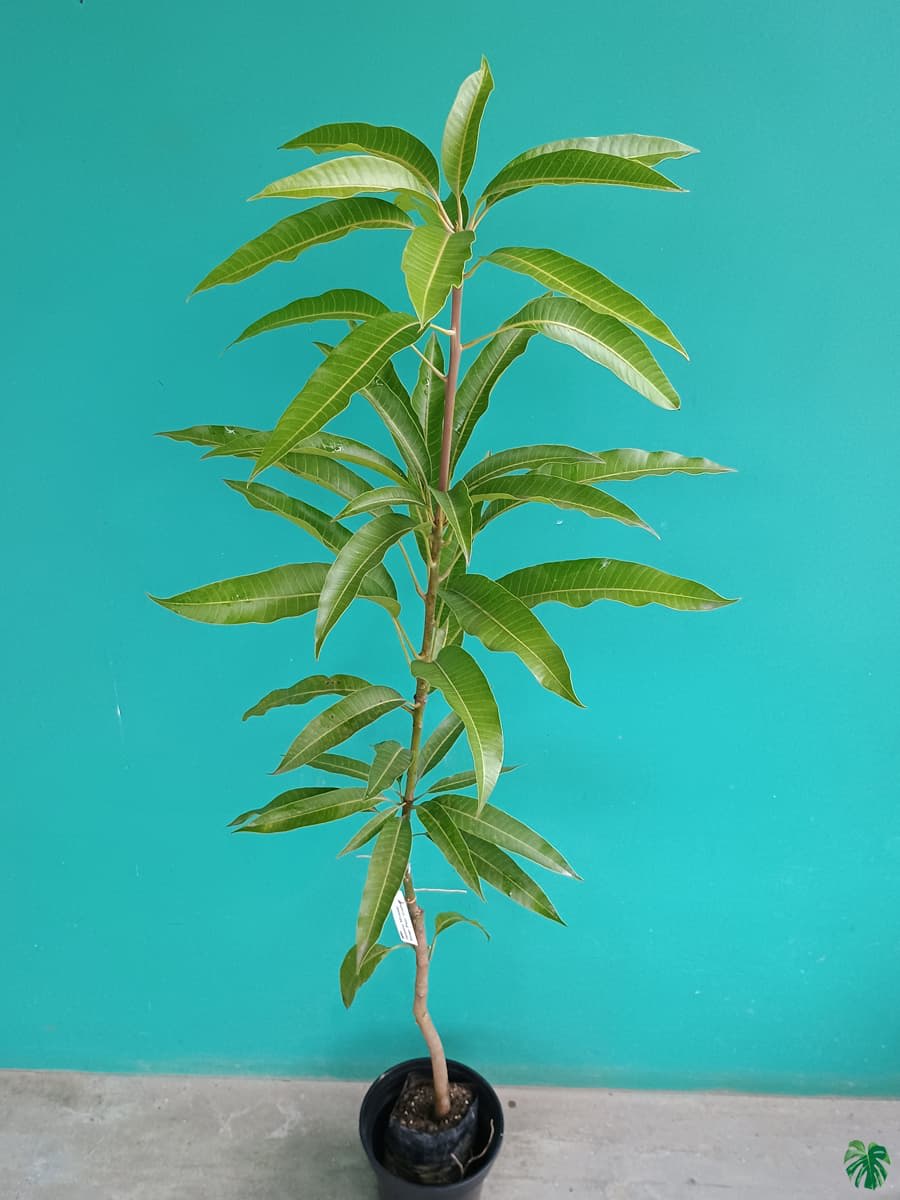 Japanese Miyazaki🥭🥭🥭 Mango Grafting Fruit Plant (1.5-3 Feet Height Pack Of 1)