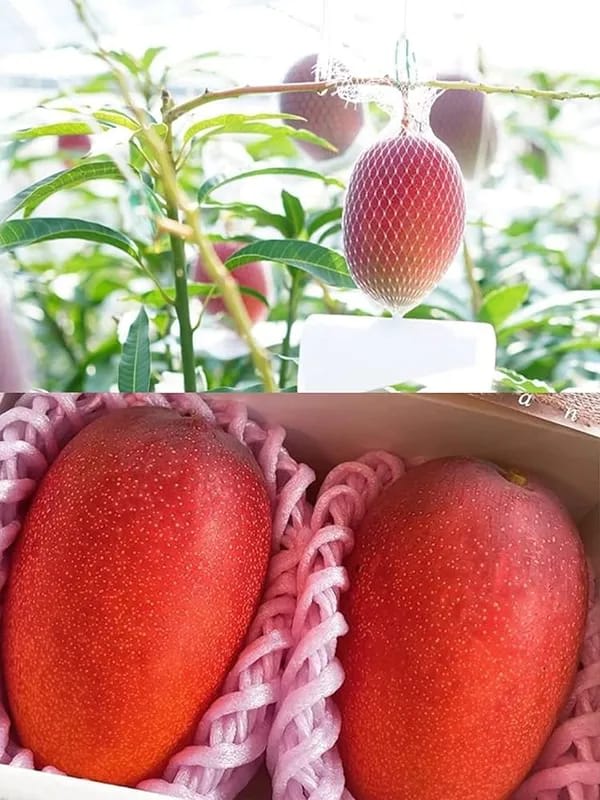 Japanese Miyazaki🥭🥭🥭 Mango Grafting Fruit Plant (1.5-3 Feet Height Pack Of 1)