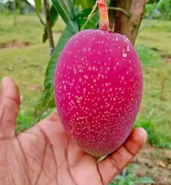 Japanese Miyazaki🥭🥭🥭 Mango Grafting Fruit Plant (1.5-3 Feet Height Pack Of 1)