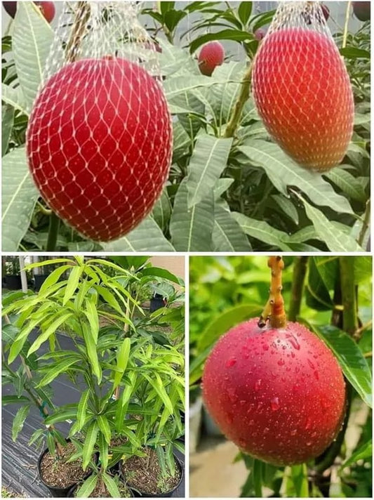 Japanese Miyazaki🥭🥭🥭 Mango Grafting Fruit Plant (1.5-3 Feet Height Pack Of 1)