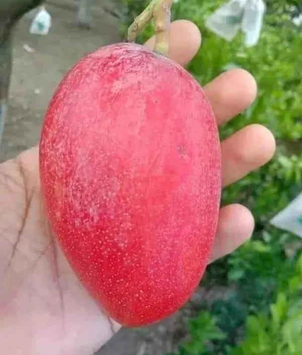 Japanese Miyazaki🥭🥭🥭 Mango Grafting Fruit Plant (1.5-3 Feet Height Pack Of 1)