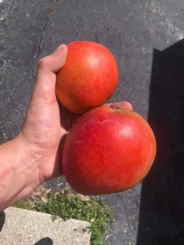 Japanese Miyazaki🥭🥭🥭 Mango Grafting Fruit Plant (1.5-3 Feet Height Pack Of 1)