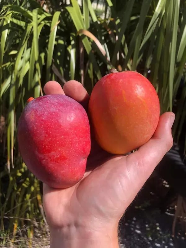 Japanese Miyazaki🥭🥭🥭 Mango Grafting Fruit Plant (1.5-3 Feet Height Pack Of 1)