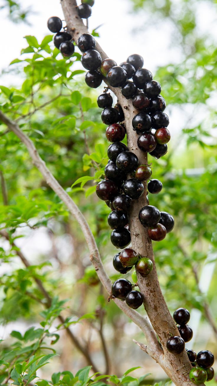 Joboticaba Hybrid Fruit Plant (Pack OF 1)
