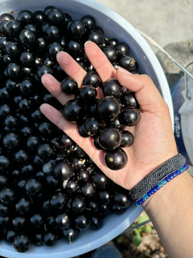 Joboticaba Hybrid Fruit Plant (Pack OF 1)