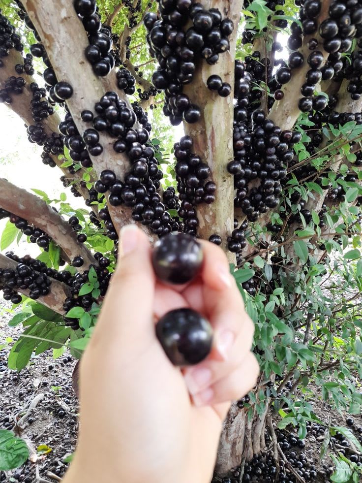 Joboticaba Hybrid Fruit Plant (Pack OF 1)