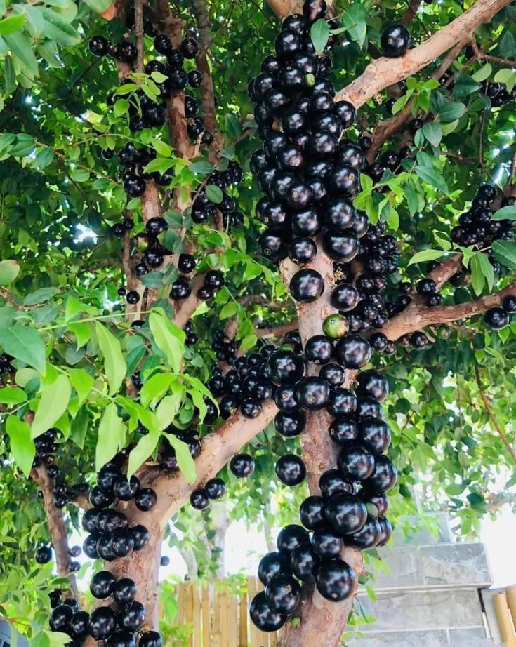 Joboticaba Hybrid Fruit Plant (Pack OF 1)
