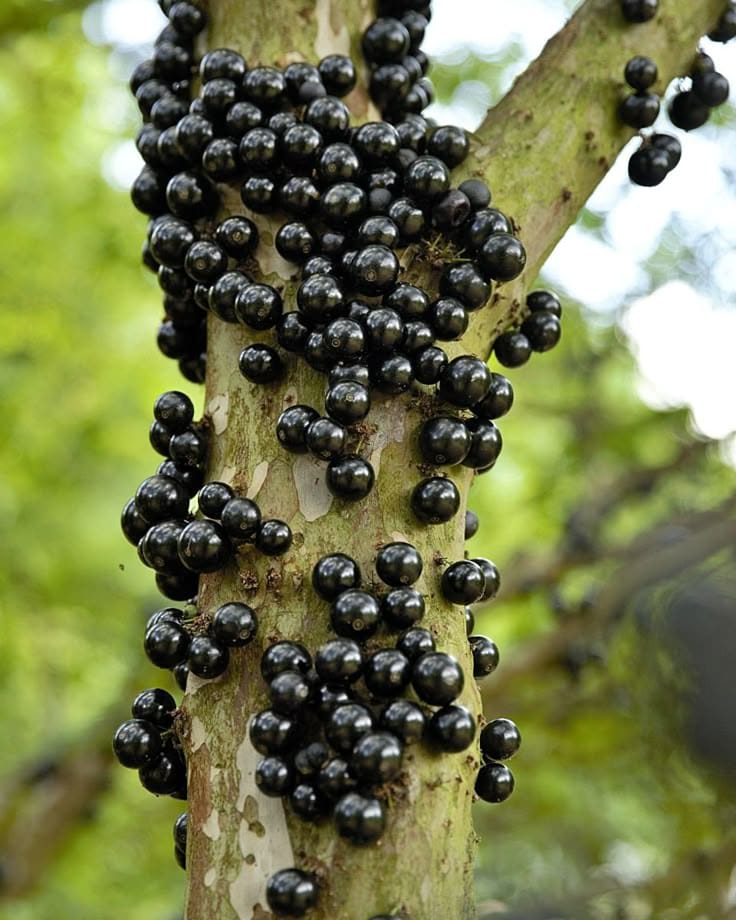 Joboticaba Hybrid Fruit Plant (Pack OF 1)