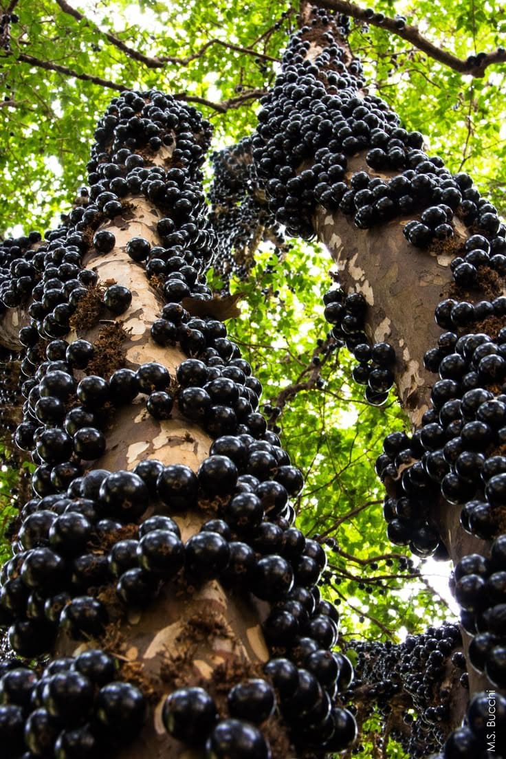 Joboticaba Hybrid Fruit Plant (Pack OF 1)