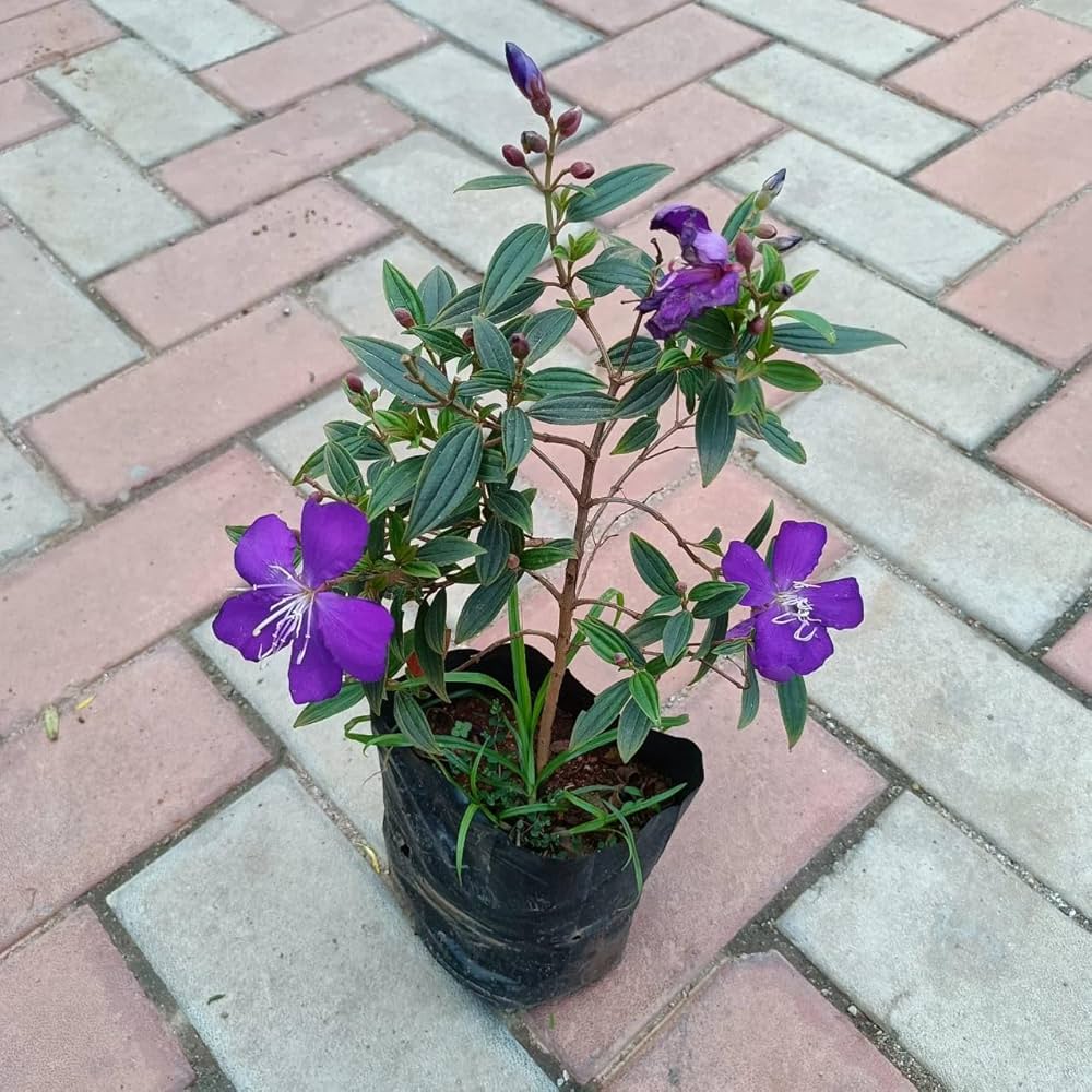 Hybrid Tibouchina Flower Plant (Pack Of-1 )