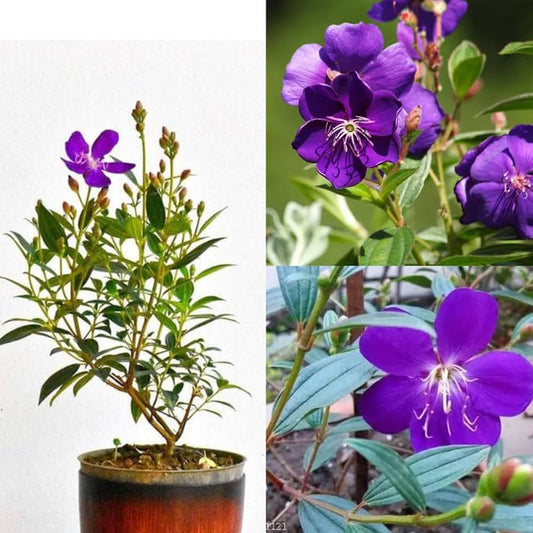 Hybrid Tibouchina Flower Plant (Pack Of-1 )