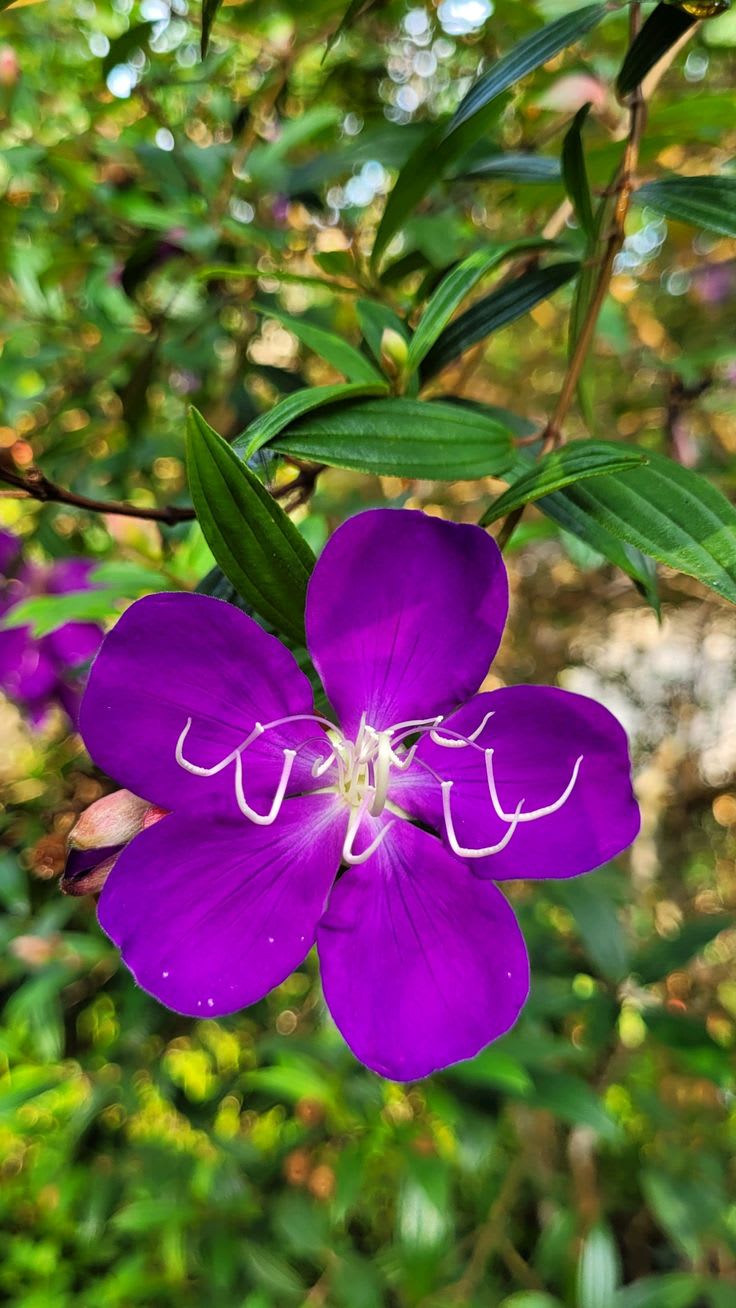 Hybrid Tibouchina Flower Plant (Pack Of-1 )