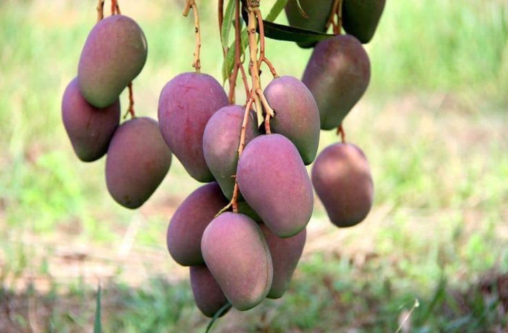 Kasturi Mango 🥭🥭Fruit Plant (Hybrid & Grafting) Pack Of-1