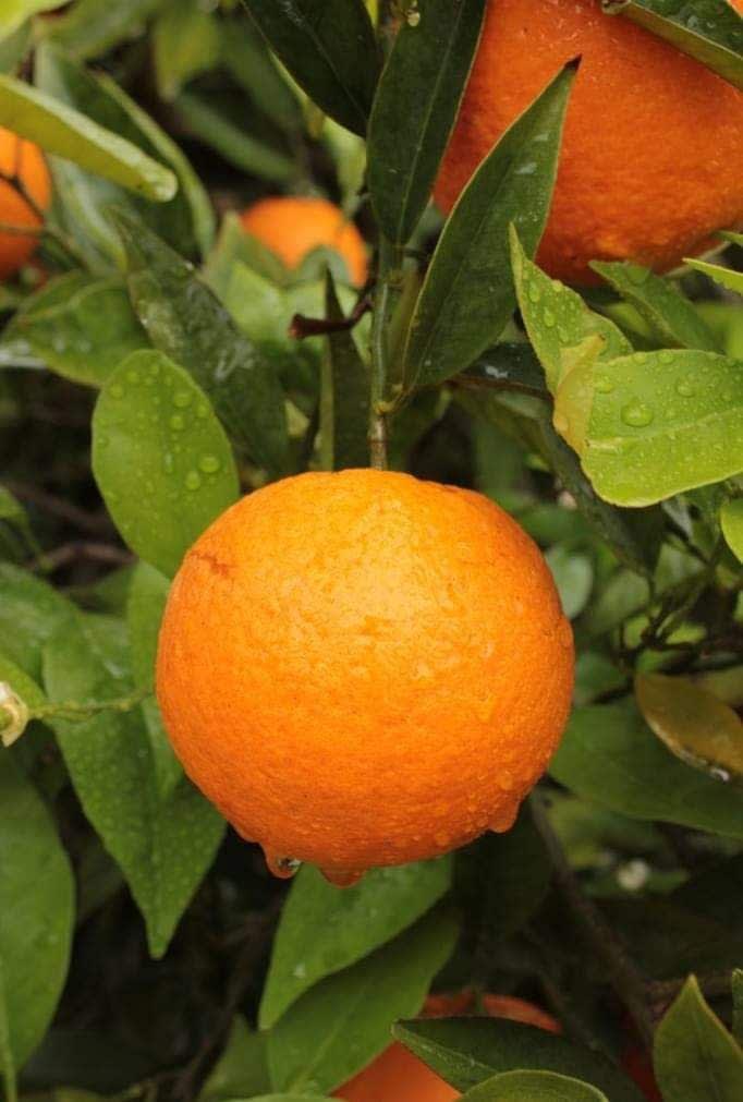 Hybrid Sleet Orange Grafting Plant 🍊🍊🍊(Pack Of 1)