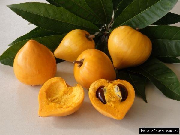 Egg Fruit Plant (Hybrid & Grafting) Pack Of-1