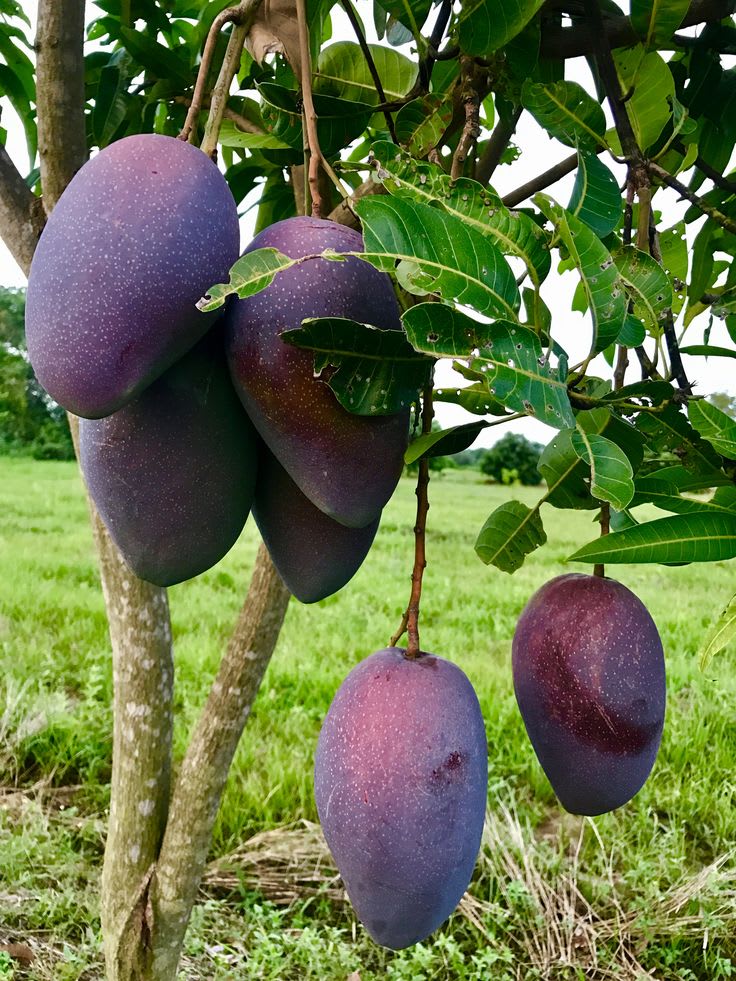 Kasturi-Black-Mango Plant (Pack Of 1)