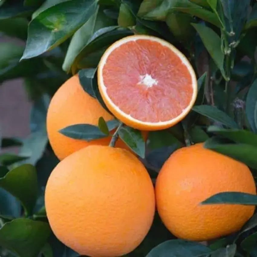 Hybrid Cara Cara Navel Orange Grafting Fruit Plant (Pack Of-1 )