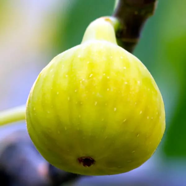 Hybrid Fig Plant (Pack Of-1)
