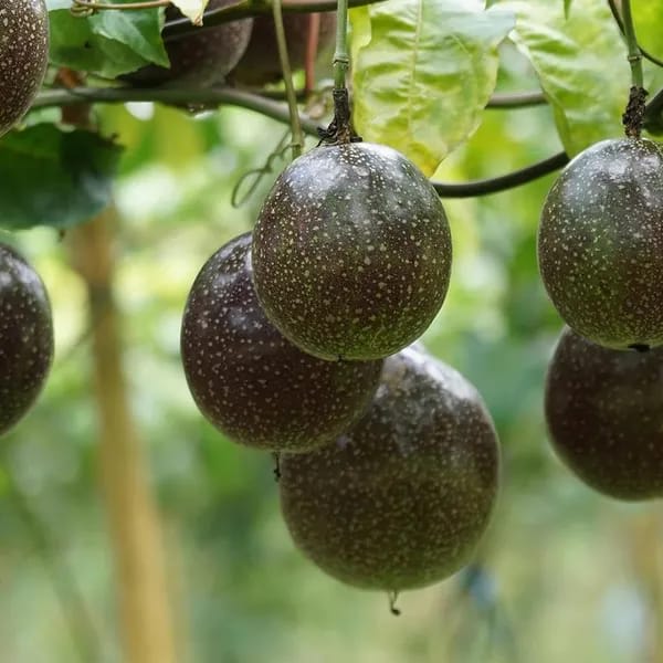 Pink Passion Fruit Plant (Pack Of-1)