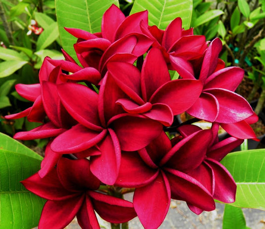 Hybrid Plumeria Dark Red Flower Plant (Pack Of-1)