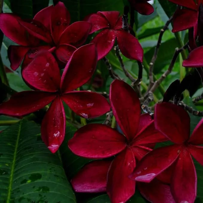 Hybrid Plumeria Dark Red Flower Plant (Pack Of-1)