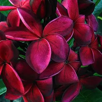 Hybrid Plumeria Dark Red Flower Plant (Pack Of-1)