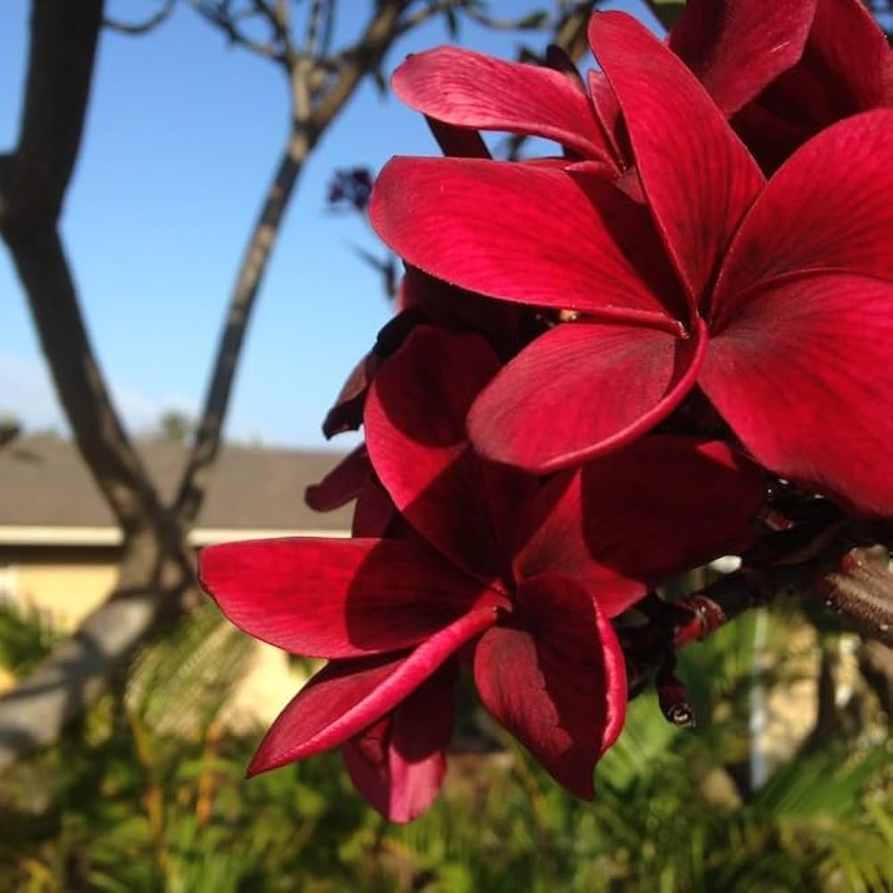 Hybrid Plumeria Dark Red Flower Plant (Pack Of-1)