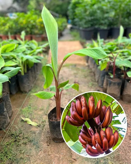 Hybrid Red G9-Banana 🍌🍌🍌 Plant (Pack Of 1)