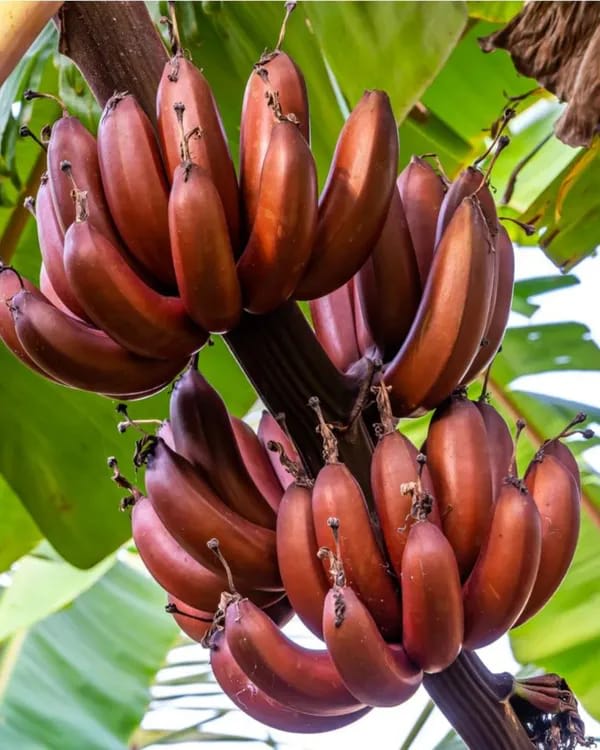 Hybrid Red G9-Banana 🍌🍌🍌 Plant (Pack Of 1)
