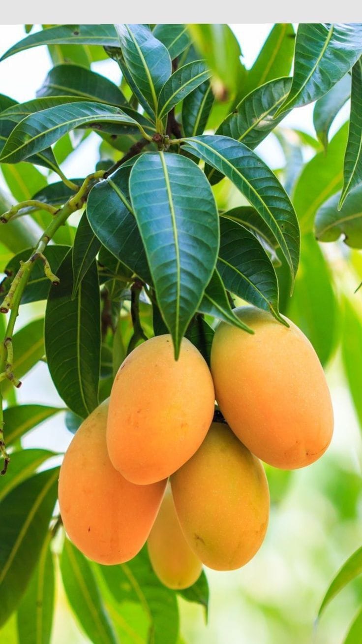 Hybrid All Time Grafting 🥭🥭🥭 Mango Plant (Pack Of 1)