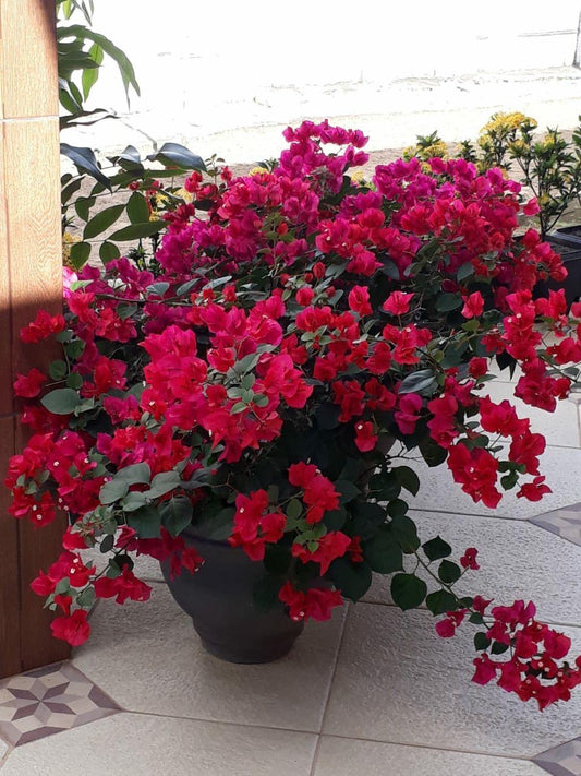 Hybrid Bouganvillya Red Flower Plant(Pack Of-1)