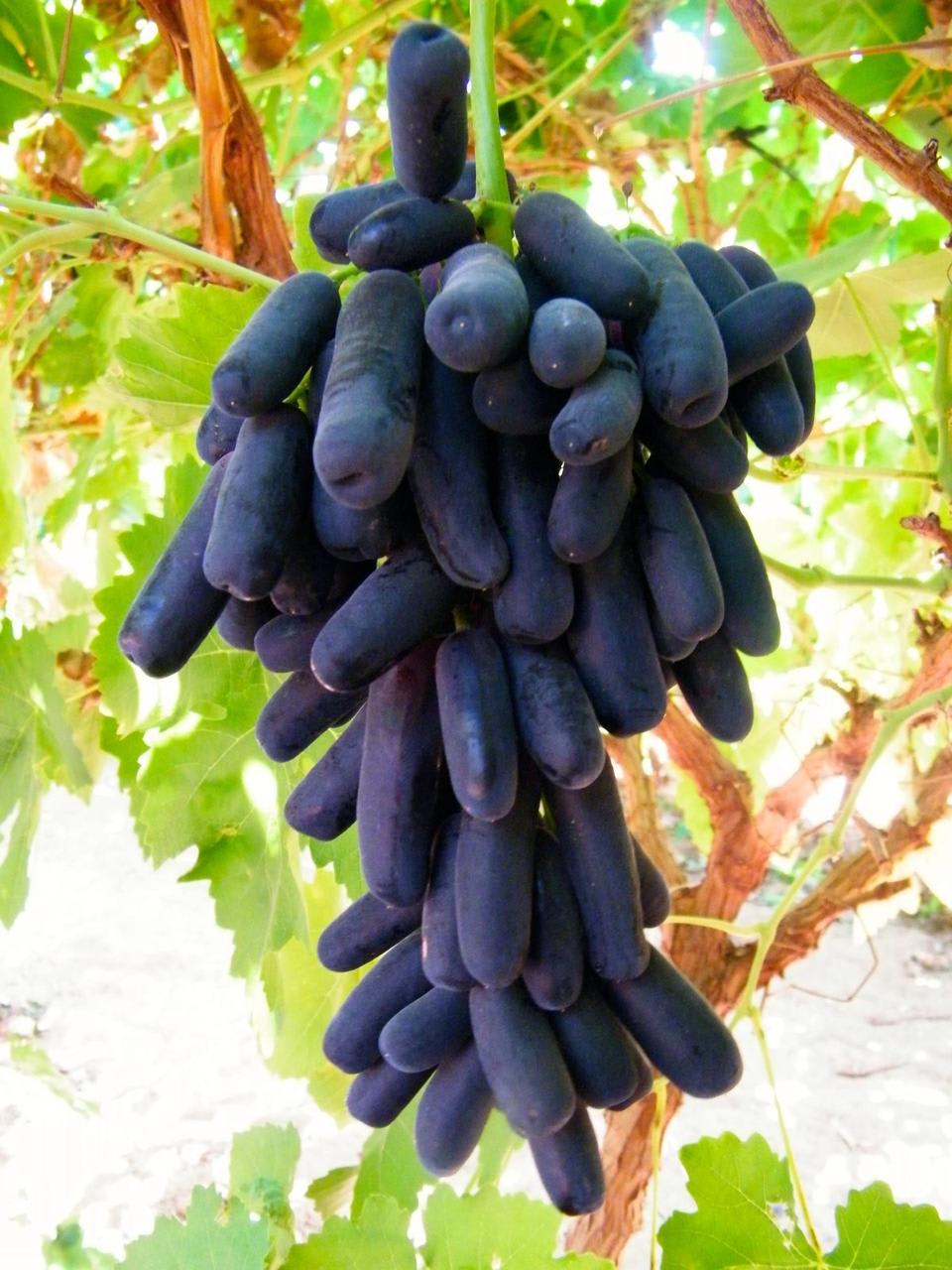 Hybrid Long Black Grapes Fruit Plant (Pack Of 1)
